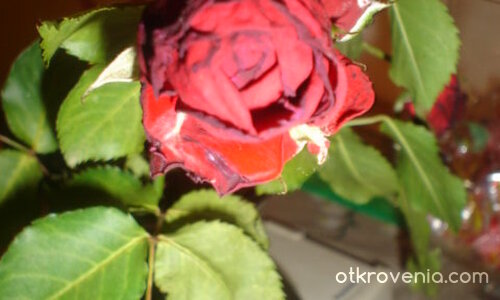 Изсъхналата Розичка