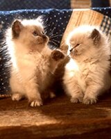 UmNichKiTe (Тайна Майна)