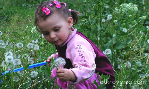 Сред глухарчета