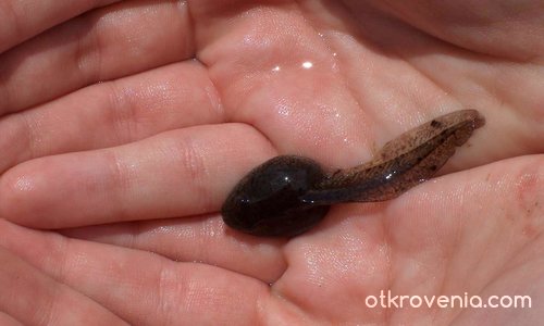 Зараждане живота на Марс