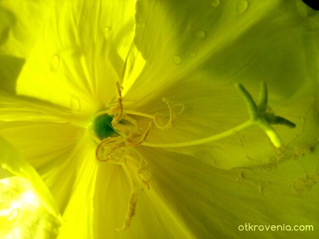 В интимните тайни на едно цвете