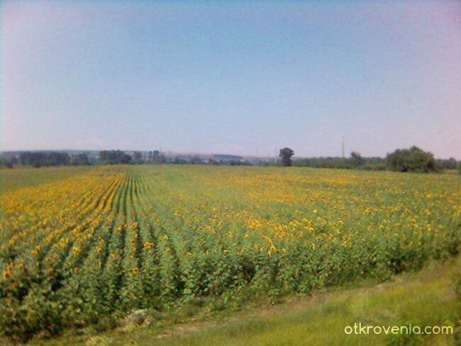 Слънчогледи