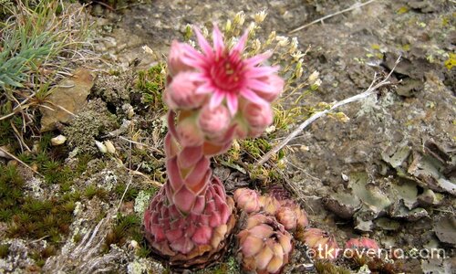 скалисто омайниче