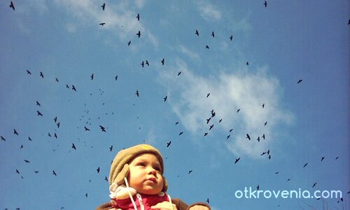 ...а те летяха там горе и грачеха...