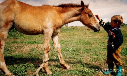 Родопите - жребче и помаче