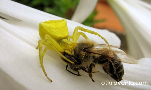 Животът на планетата Земя...