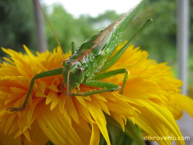  Гостенин на тръгване за Морето...