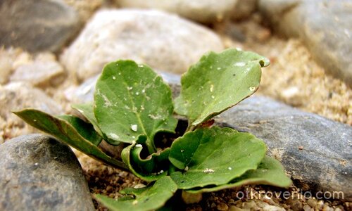 Жажда за Живот...