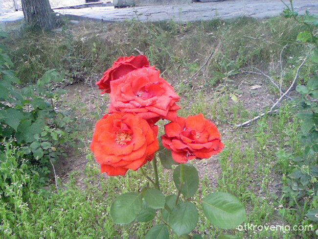 Червени розички