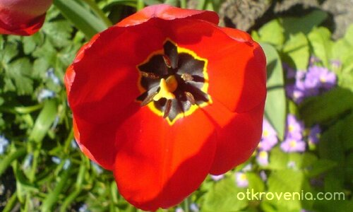 С дъх на пролет