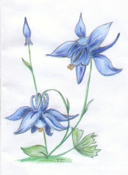 Синеокото...