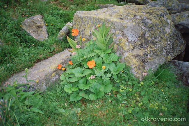 Цвете омайниче