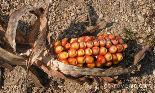 спомен от лятото
