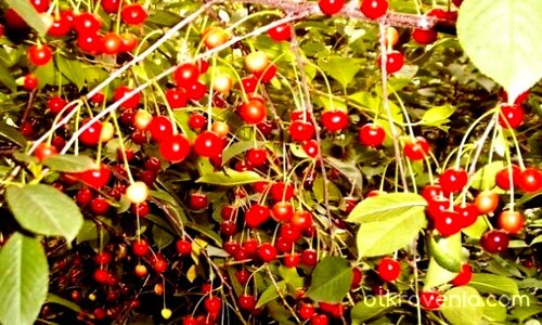 Алено съзвездие