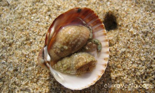 Малките рачета...