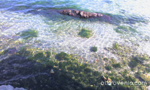 морски свят