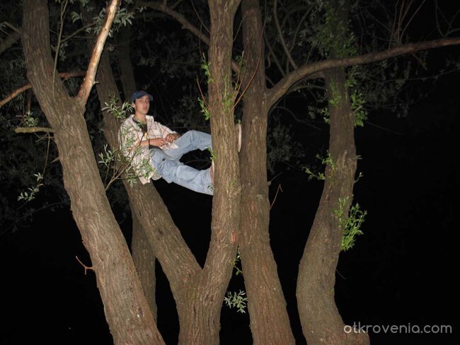 Кацнала на едно дърво...