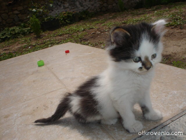 Тери  умислено