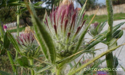 Какви бодлички ... 