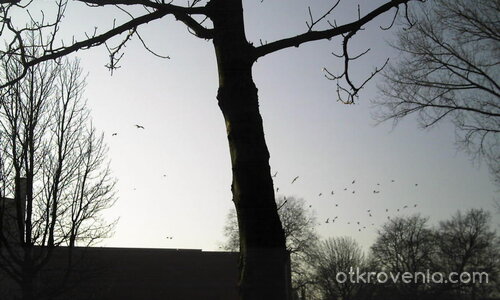 С разперени крила