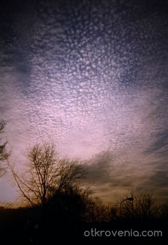 Ако разбирах езика му...