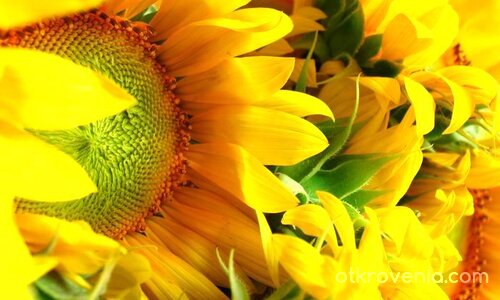 Слънчогледи