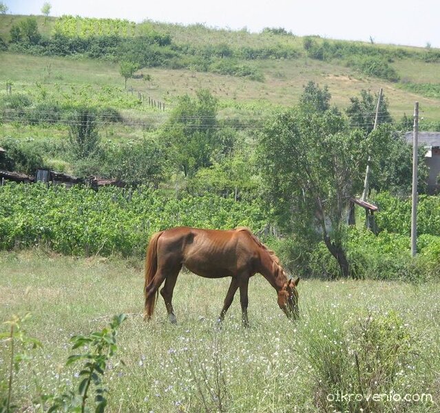 Грациозност