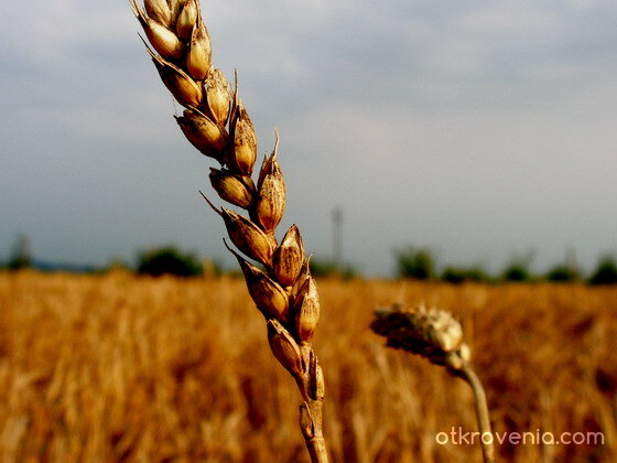 Плодородие