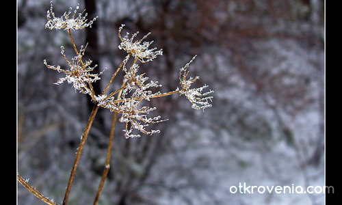 Вледенен копнеж
