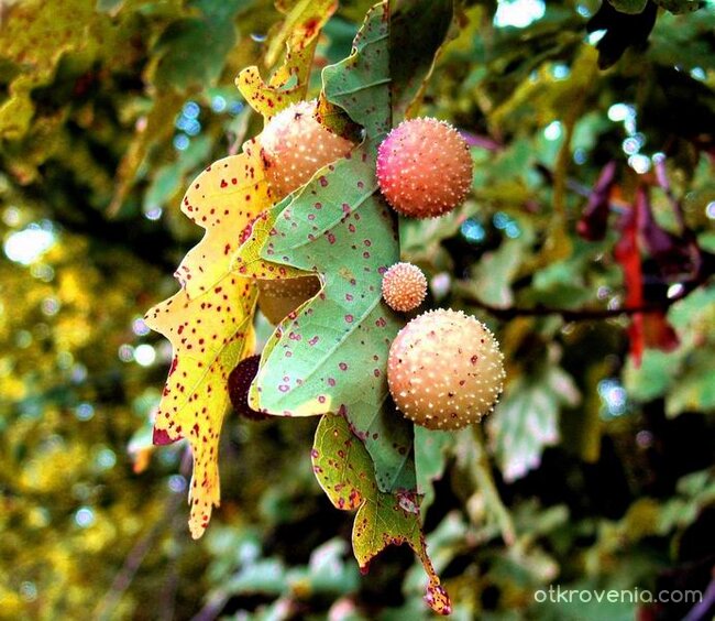 Есенни знаци