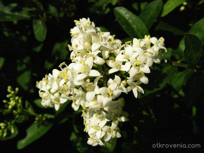 звезда от цветове