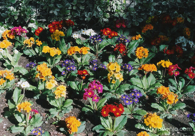 Цветен килим