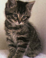 frei (Янка Петрова)