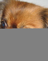 INSPIRIT (Сиска)