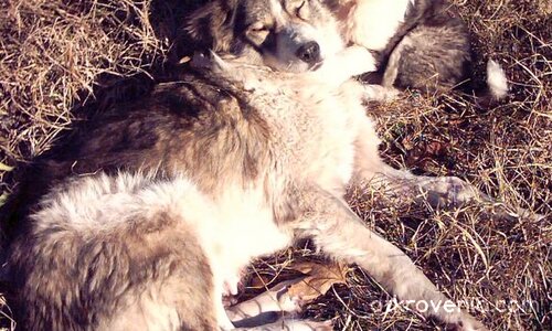 Вихра и Боряна от едноименния разказ...