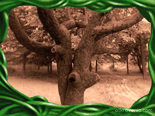 Магическо дърво