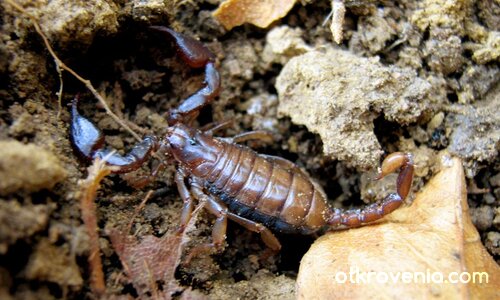 Прощавай, приятелю! Синът ми е по-скъп...