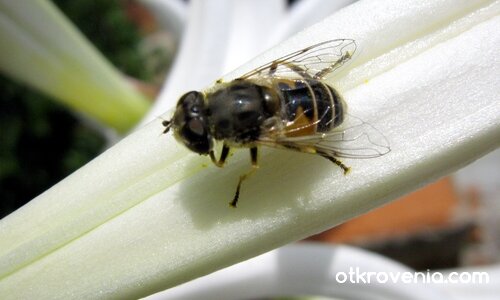 Насекомо... макро