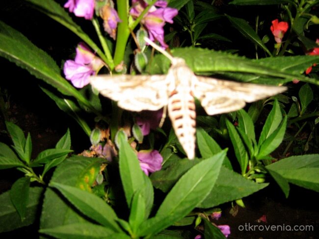 Нощно колибри