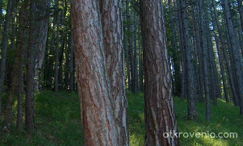 някъде из Велинград /пеизажи и елитни черборови насъждения/