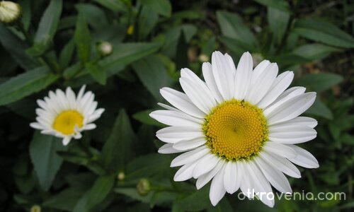 маргаритка_бяла