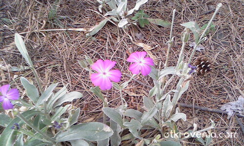 Лилавки сладурчета