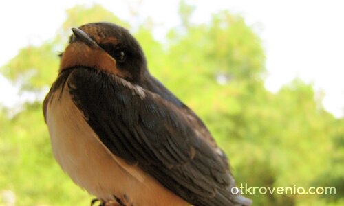 Ще летиш отново... мило!