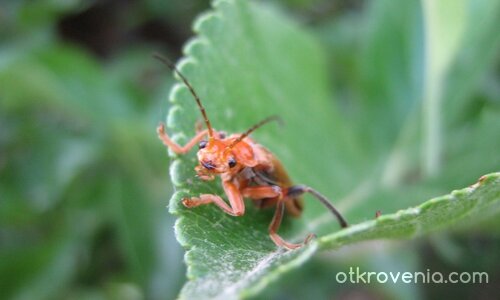 Погледът на Буболечето...