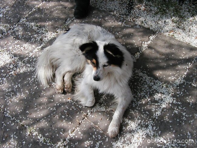 Ако можеха да говорят...