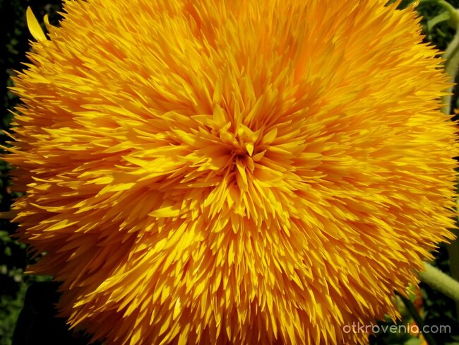  слънчево цвете...  на прощаване...