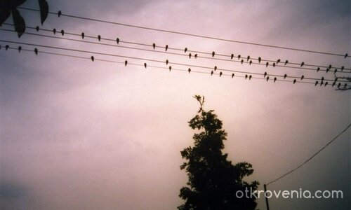 Преди да полетят