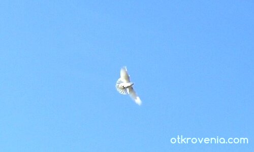 Белия гълъб