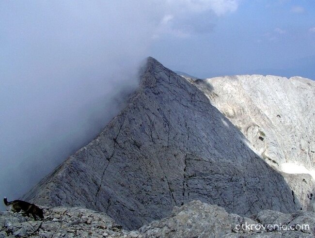 Кучето се спря пред "Кончето" - ние не се спряхме!