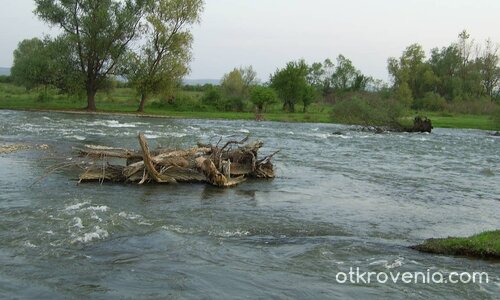 Самотно паднало дърво...